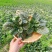 （圆叶菠菜）(趴地菠菜)货量充足基地直发