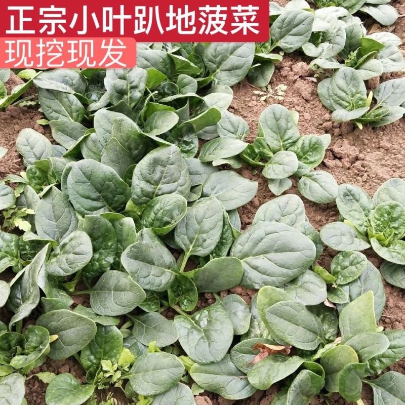 （圆叶菠菜）(趴地菠菜)货量充足基地直发