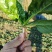 （圆叶菠菜）(趴地菠菜)货量充足基地直发