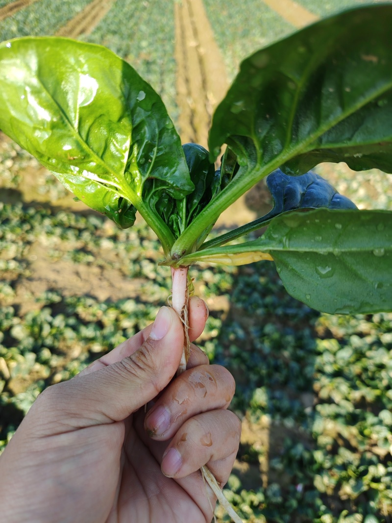 （圆叶菠菜）(趴地菠菜)货量充足基地直发