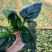 （圆叶菠菜）(趴地菠菜)货量充足基地直发