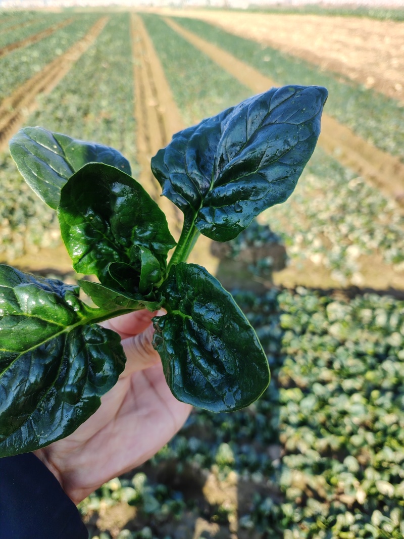 （圆叶菠菜）(趴地菠菜)货量充足基地直发