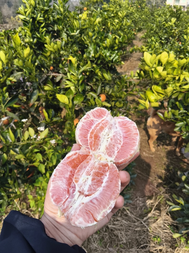 红肉脐橙成熟了。