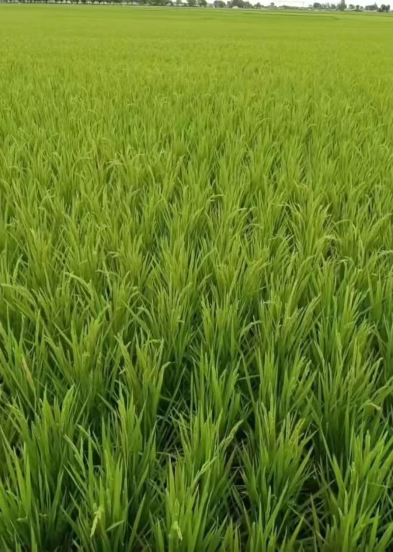 哈市宾县大米，自产自销