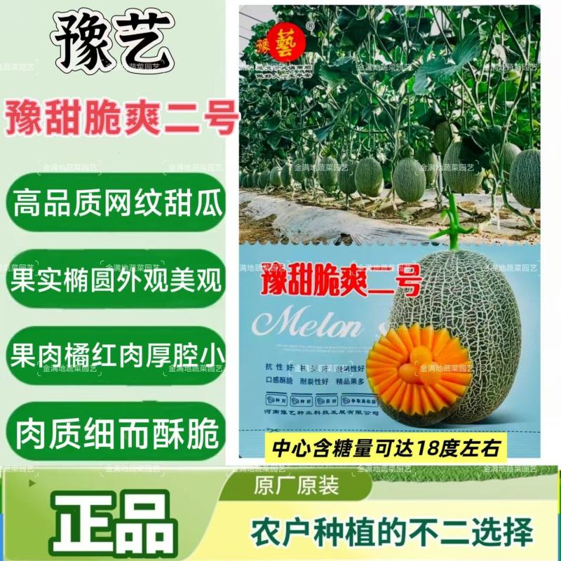 豫甜脆爽二号甜瓜种籽大果网纹甜瓜种子高糖脆甜种籽酥脆香甜