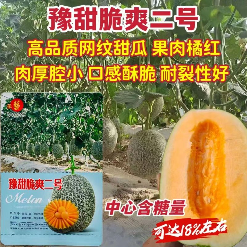 豫甜脆爽二号甜瓜种籽大果网纹甜瓜种子高糖脆甜种籽酥脆香甜