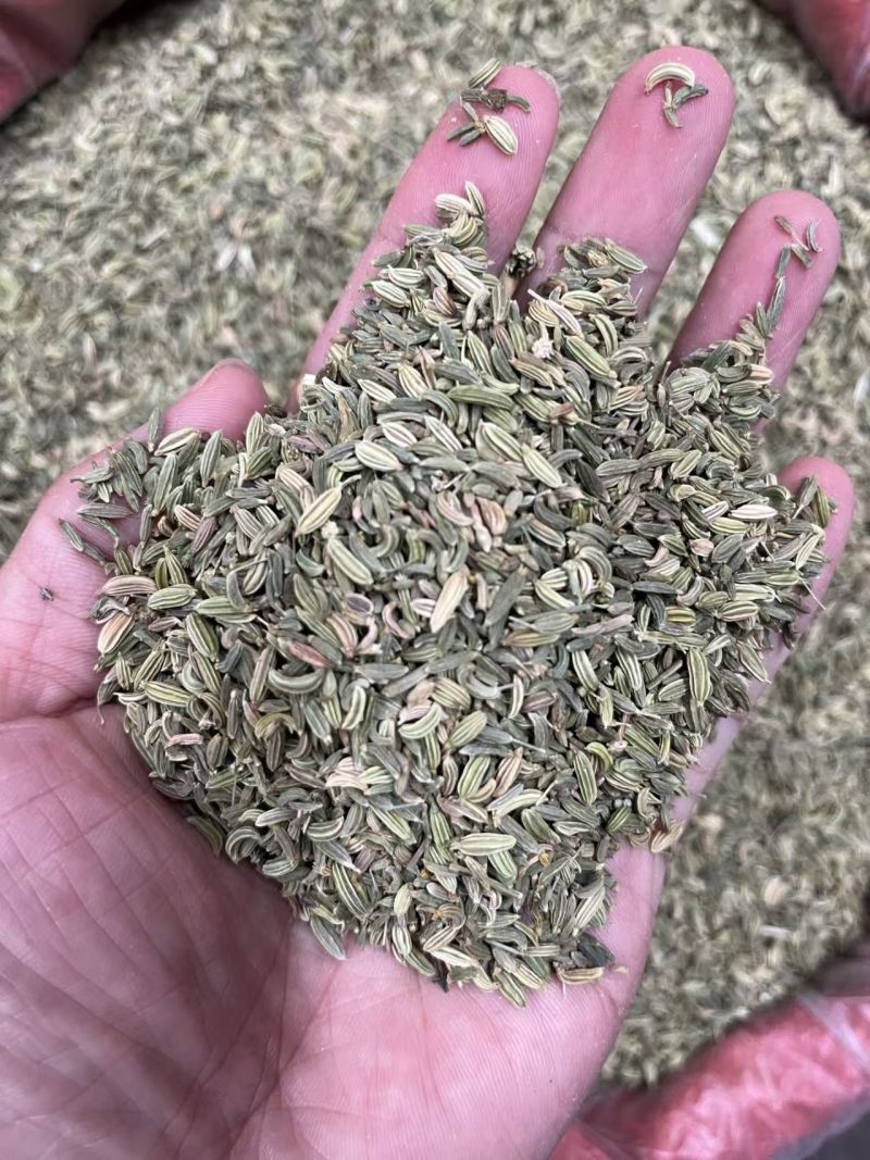 国产小茴香，干度足，颜色好