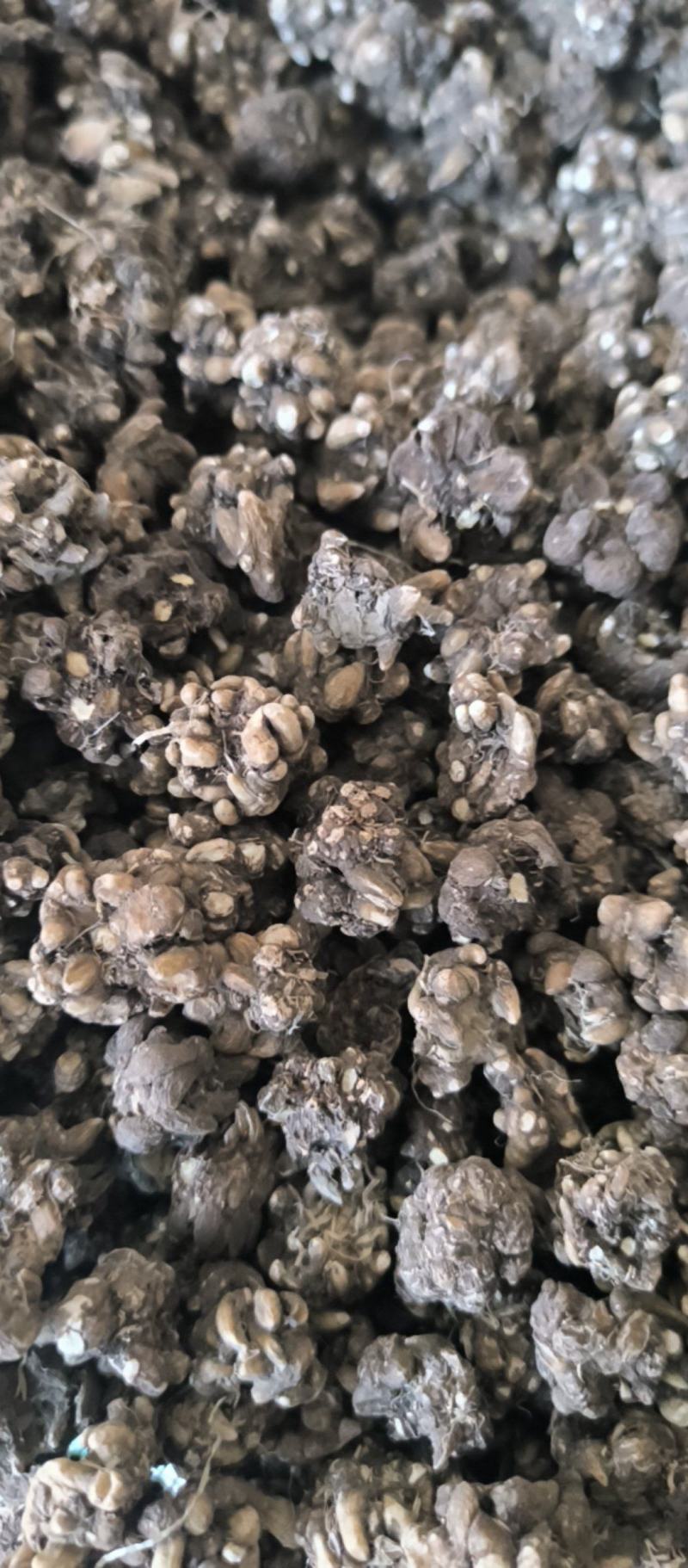 猫爪草精品水洗猫爪草中药材批发猫爪草质量保证