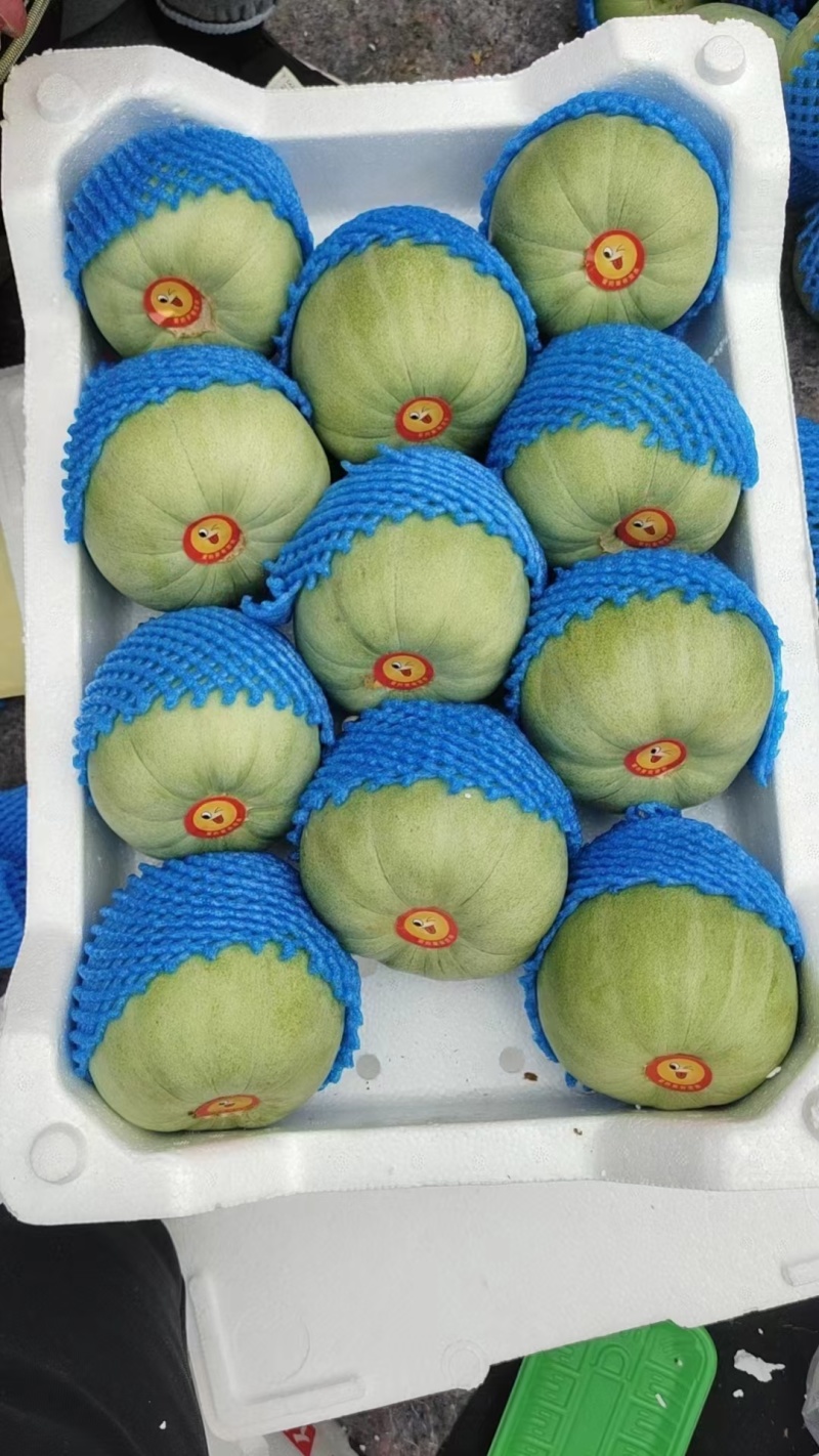 绿宝甜瓜八里香甜瓜博洋九大量现货！支持全国一件代发代购！