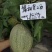 豫艺哈密瓜种子高糖豫甜蜜28网纹甜瓜种子大果高品质酥脆香