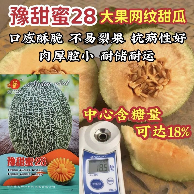 豫艺哈密瓜种子高糖豫甜蜜28网纹甜瓜种子大果高品质酥脆香