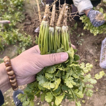 精品香菜