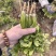 精品香菜