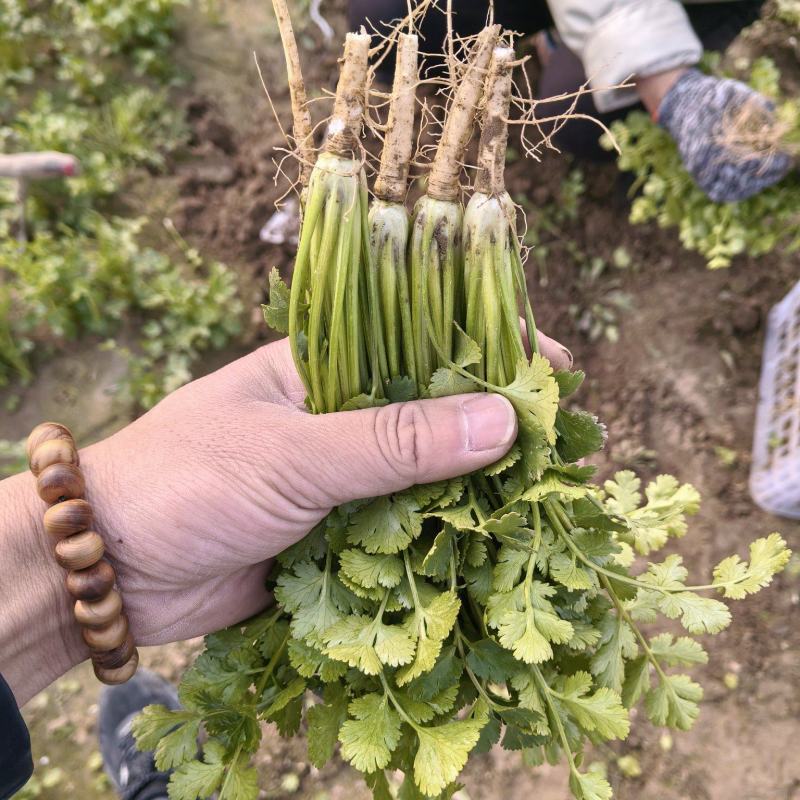 精品香菜