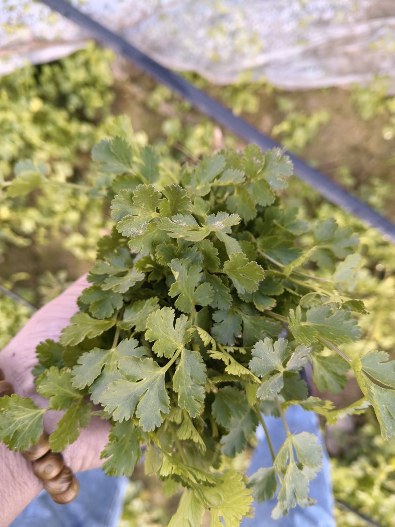精品香菜