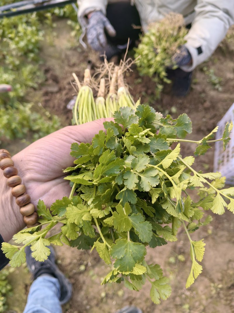 精品香菜
