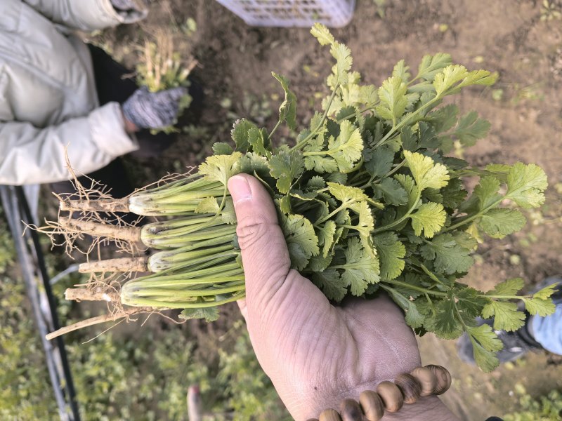 精品香菜