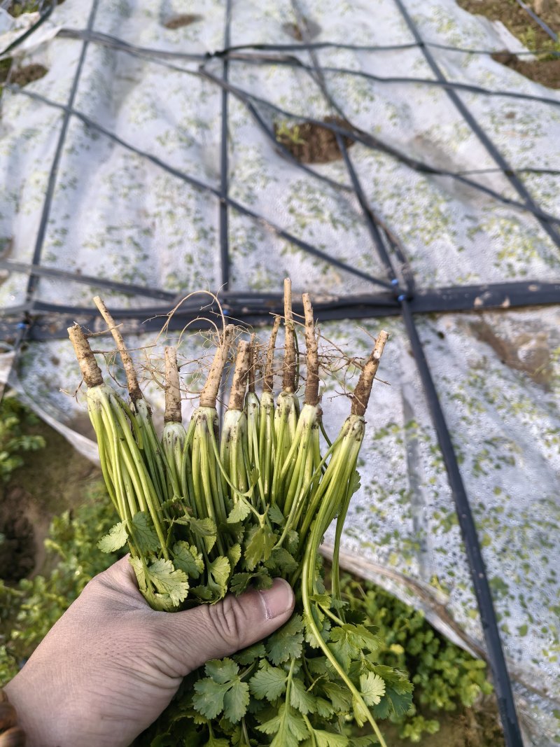 精品香菜