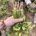 精品香菜