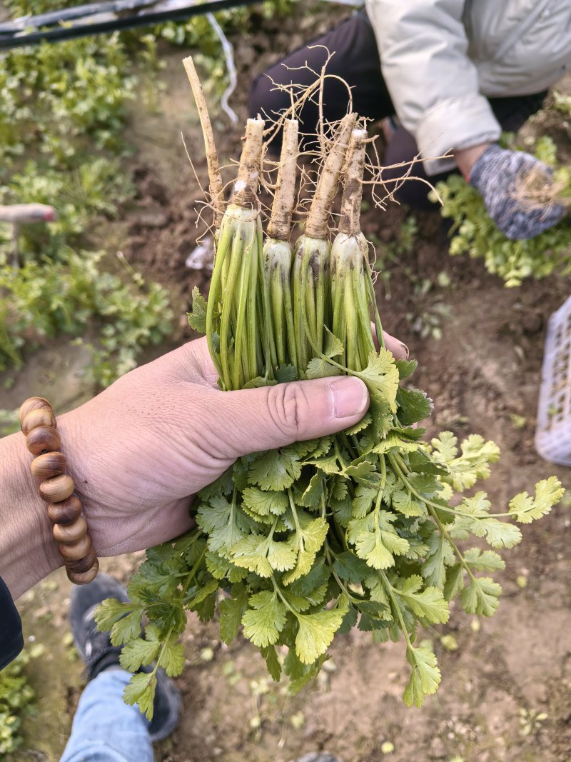 精品香菜