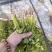 精品香菜
