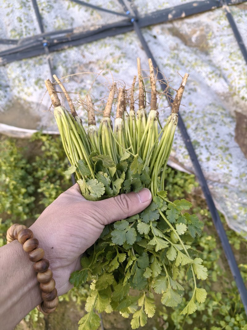 精品香菜