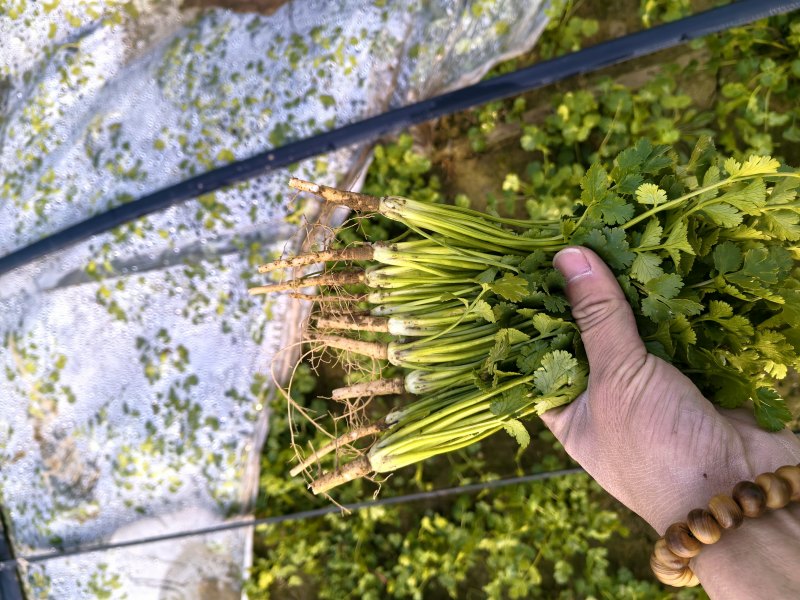 精品香菜