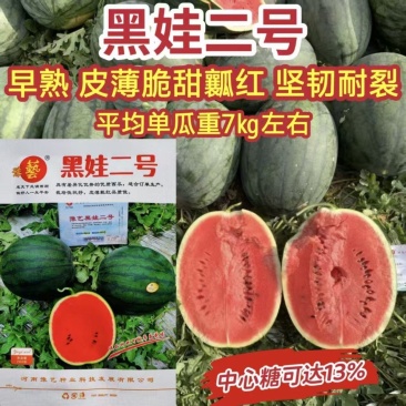 豫艺黑娃二号西瓜种子早熟黑皮西瓜种子大红瓤黑皮圆西瓜
