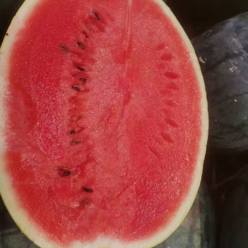 豫艺黑娃二号西瓜种子早熟黑皮西瓜种子大红瓤黑皮圆西瓜