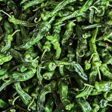 广东皱皮椒大量供应中对接市场档口商超量大从优欢迎来电咨询