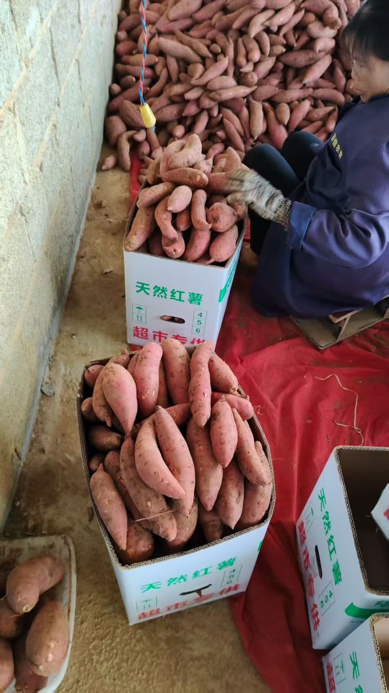 西瓜红地瓜小井窖大量出窖，山东邹城市产地直供。