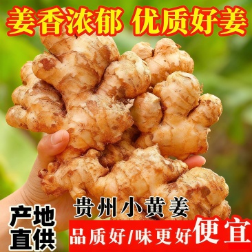 新鲜生姜贵州小黄姜批发现挖新姜嫩姜老姜仔月子姜沙姜应季蔬