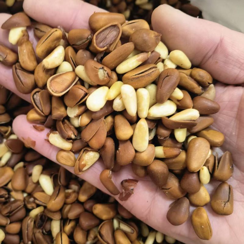 东北松子电商货