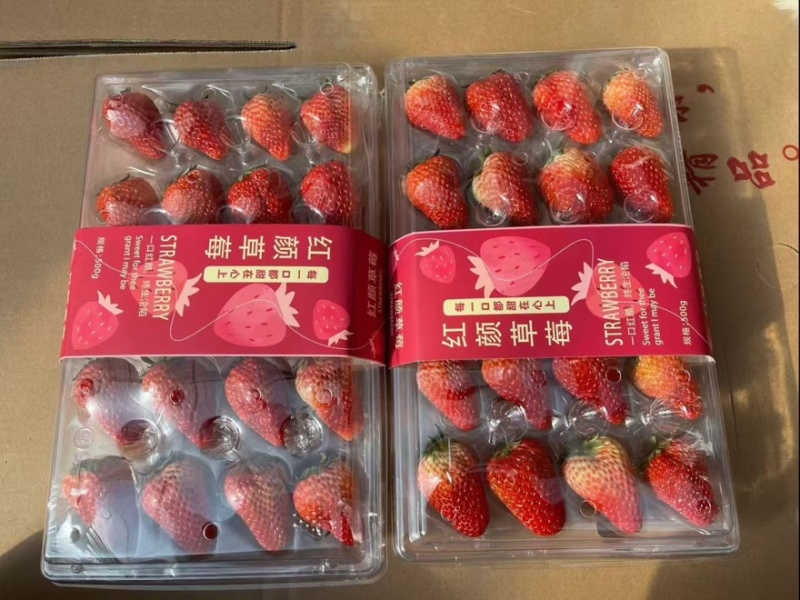 正宗精品红颜草莓丹东九九草莓，新鲜草莓空运