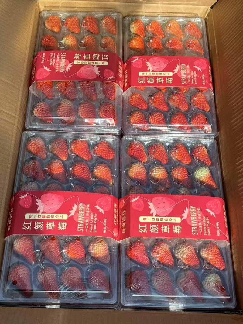 正宗精品红颜草莓丹东九九草莓，新鲜草莓空运