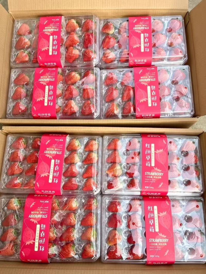 正宗精品红颜草莓丹东九九草莓，新鲜草莓空运