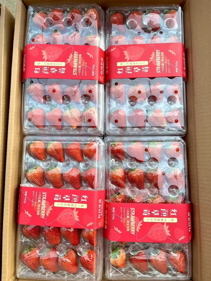 正宗精品红颜草莓丹东九九草莓，新鲜草莓空运