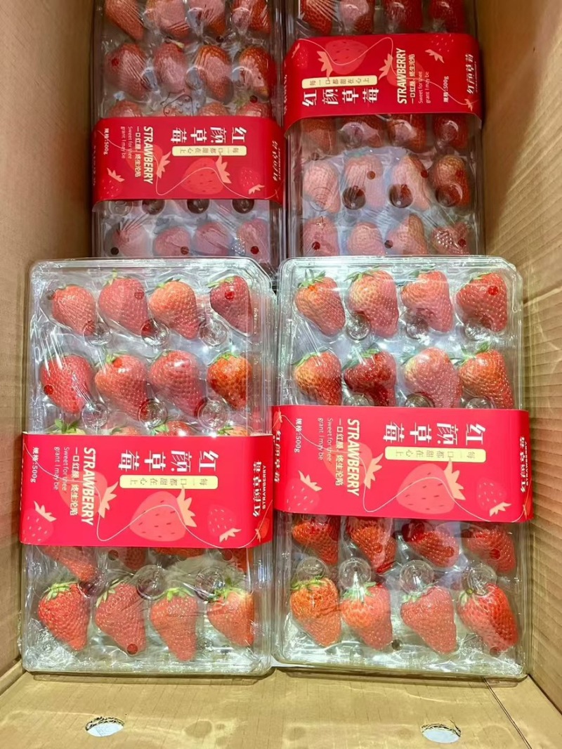 正宗精品红颜草莓丹东九九草莓，新鲜草莓空运