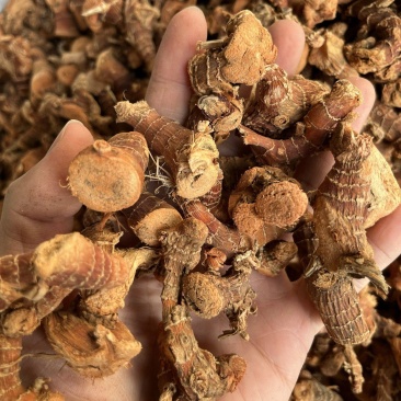 良姜个新货水洗，97干中个头无虫口过风过筛，颜色好