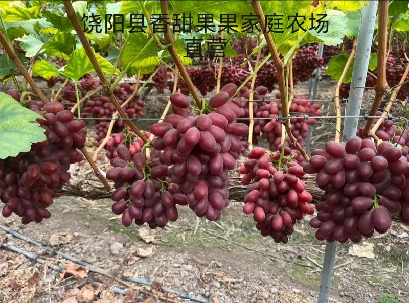 葡萄新品种长粒克伦生