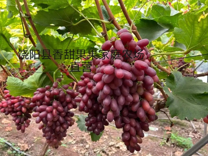 葡萄新品种长粒克伦生