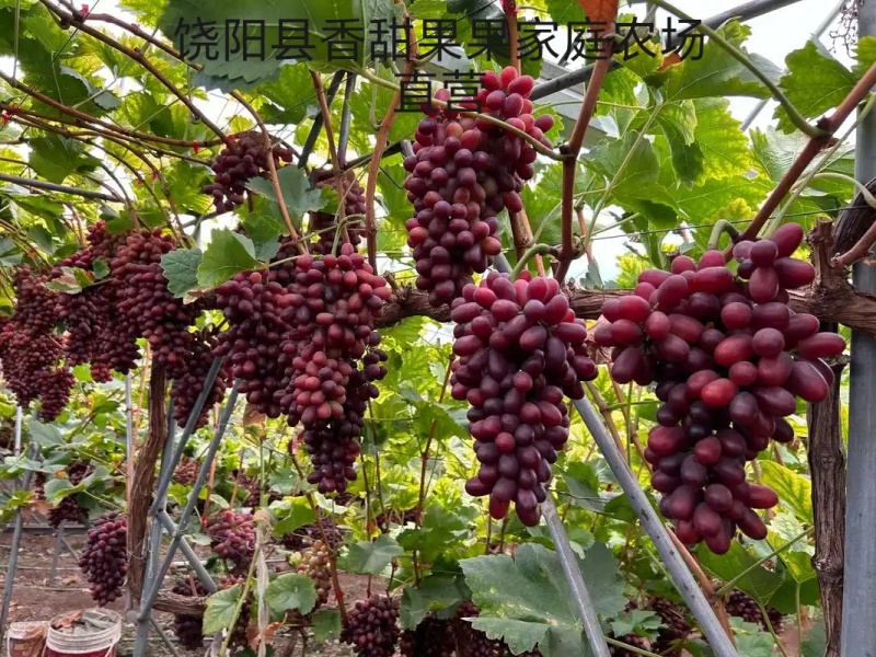 葡萄新品种长粒克伦生