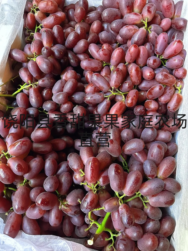 葡萄新品种长粒克伦生