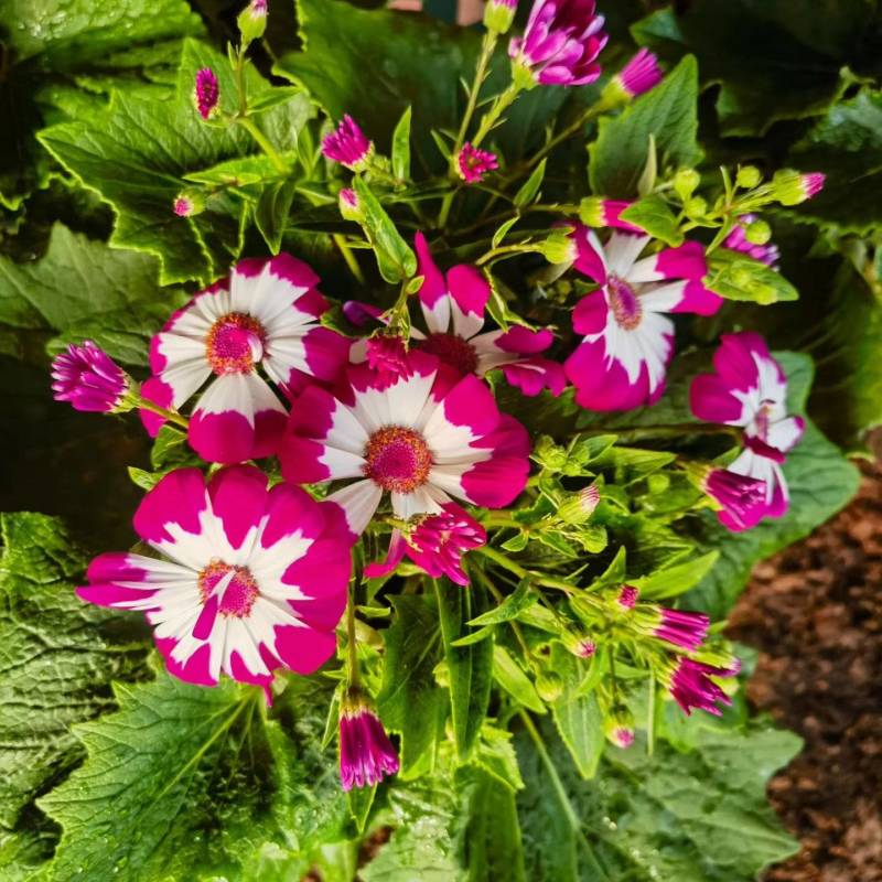 瓜叶菊