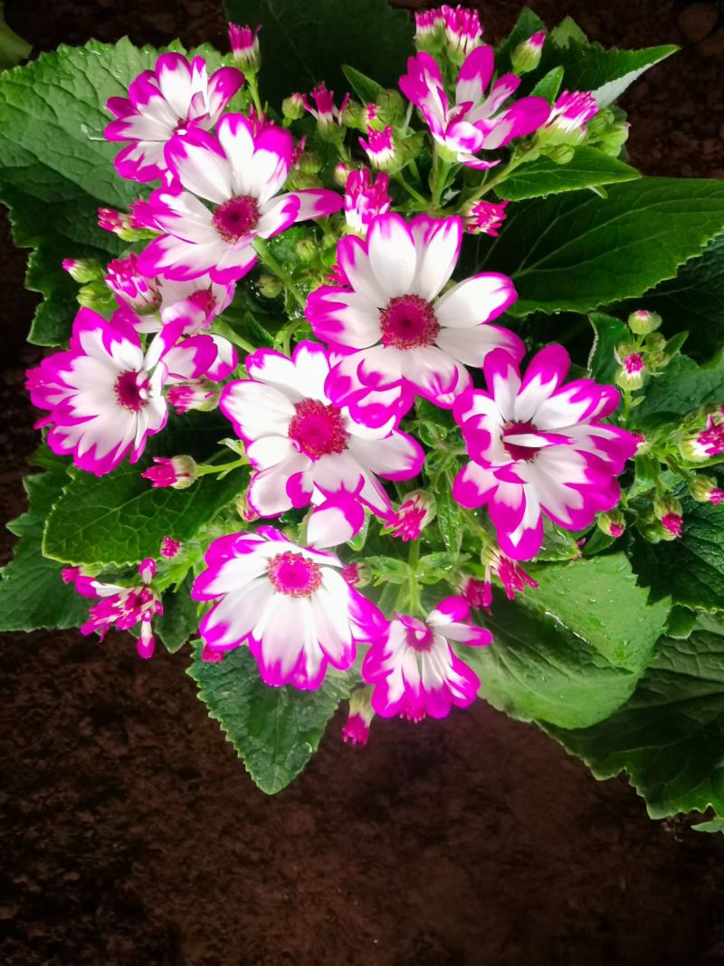 瓜叶菊
