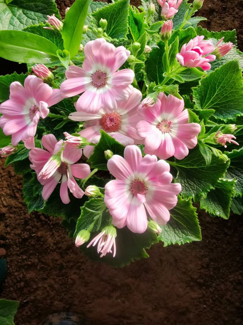 瓜叶菊