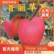 果园直发苹果苗早熟鲁丽月香红思尼克等乔化矮化包成活率