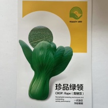 青梗菜种子一代杂交厂家直销欢迎来电