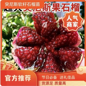 果园直发突尼斯软籽石榴黑籽蒙阳红甜石榴包品种成活率