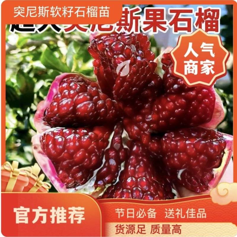 果园直发突尼斯软籽石榴黑籽蒙阳红甜石榴包品种成活率